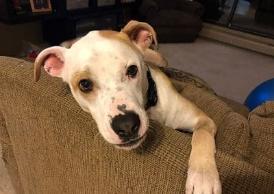 chien couché sur un canapé