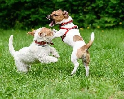 rééducation canine - photo de 2 chiens qui se battent