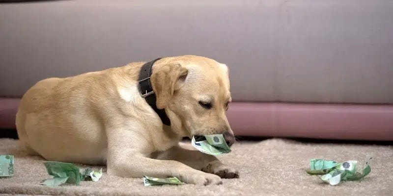 Si le chien n'obéit pas c'est pour différentes raisons - Photo d'un chien qui déchire des billets de banque