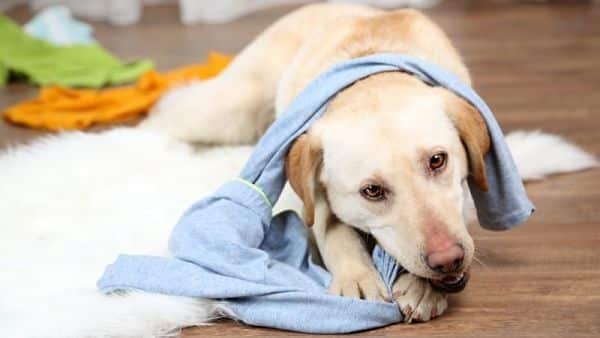 Chien détruit quand il est seul