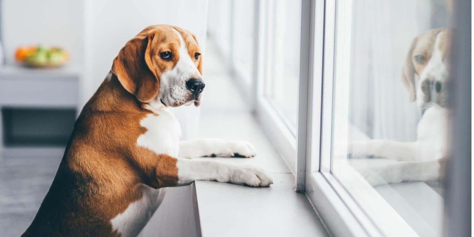 chien seul qui regarde par la fenêtre