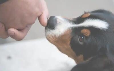 Les 4 modes de communication du chien