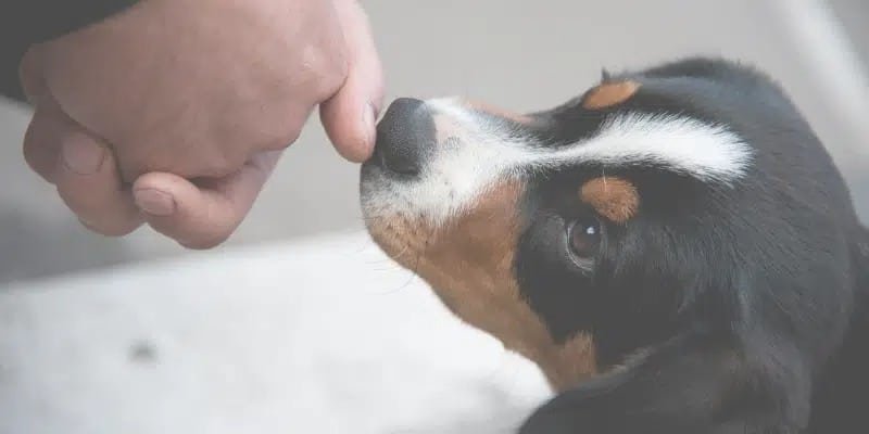 Les 4 modes de communication du chien