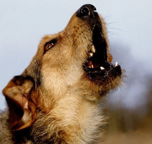 Comportement du chien - photo d'un chien qui hurle