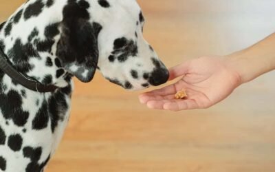 Récompenses et friandises dans l’éducation de votre chien