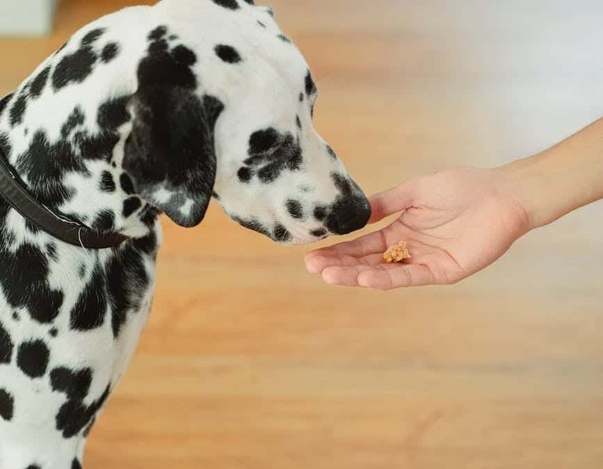 Récompenses et friandises dans l’éducation de votre chien