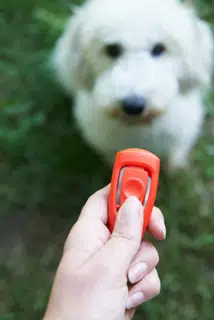 Pourquoi mon chien aboie-t-il envers tout ce qui bouge lors des promenades  ? – Cours & Dressage pour chien, comportement canin à Montréal et Québec !