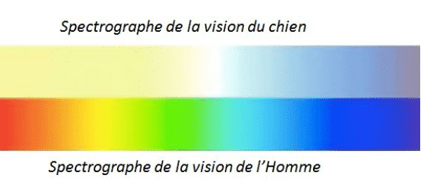 spectographe vision chien-humain