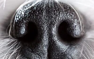 Les 5 sens du chien et de l’humain : comparatif