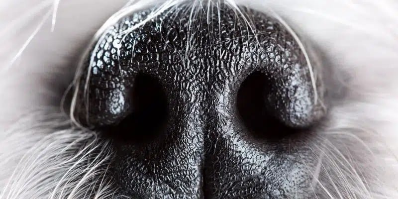 Les 5 sens du chien et de l’humain : comparatif