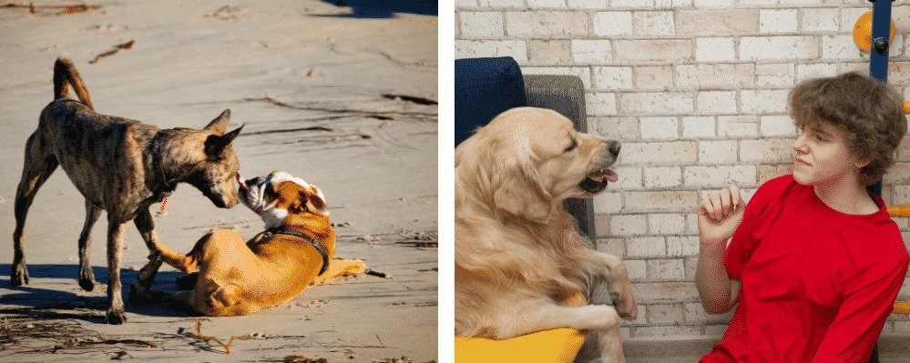 La théorie du chien dominant a scientifiquement été démentie. Phots de chiens jouant l'intimidation face à un humain et à un congénère