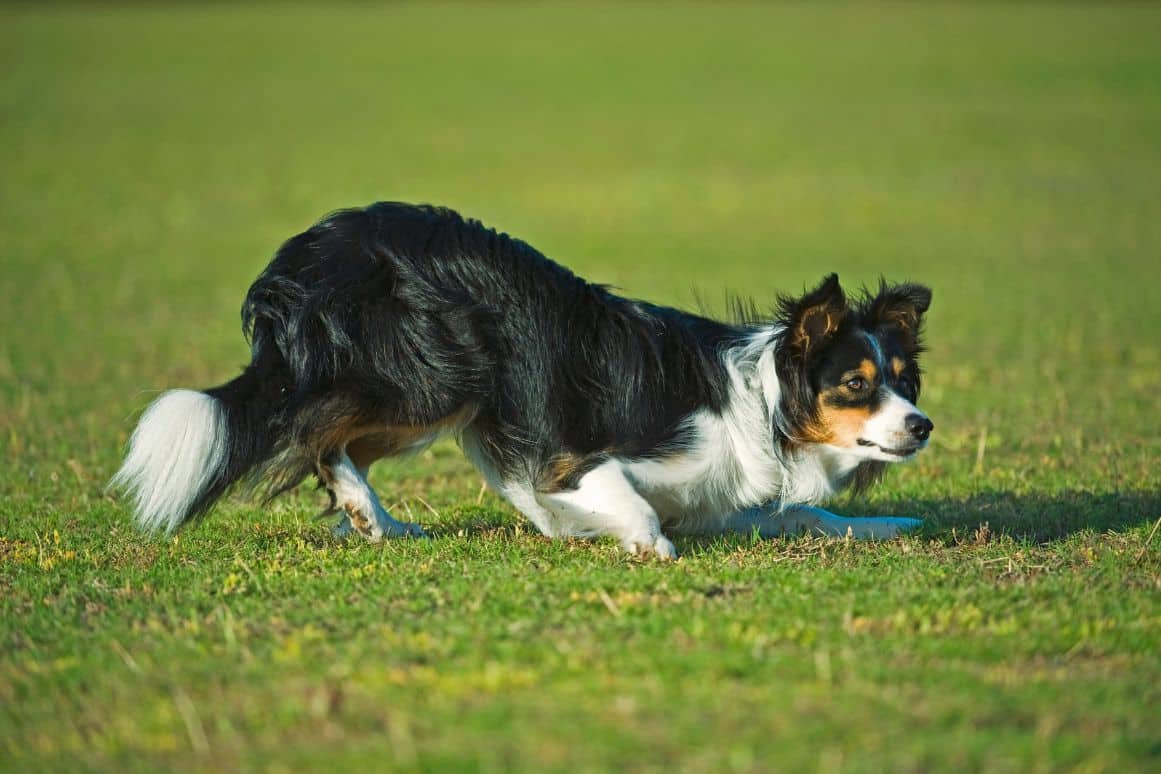 chien prédateur