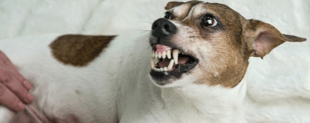 Quand un chien grogne, il communique. Photo d'un jack russel qui grogne et montre les dents