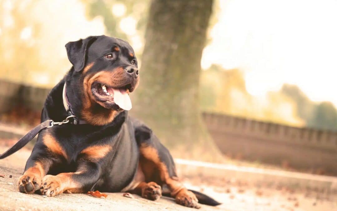 Chiens de catégorie et chiens dangereux