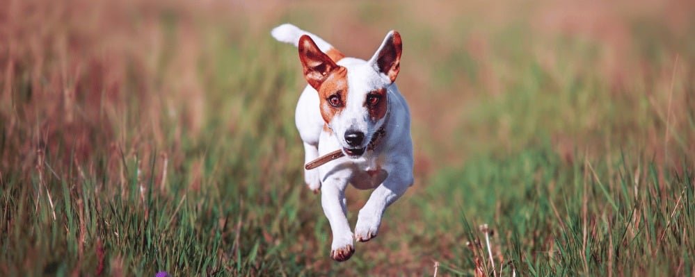 Comment apprendre le rappel à son chien