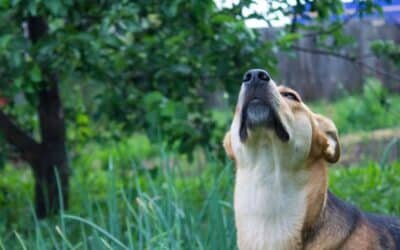 Instinct et comportement du chien