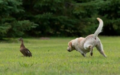 Pourquoi mon chien poursuit et que faire ?