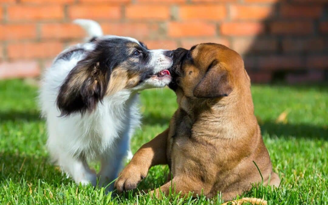 Prendre un deuxième chien : avantages et inconvénients