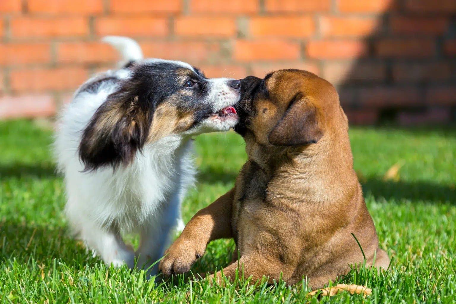 prendre un deuxième chien n'est pas toujours une bonne idée. Photo de 2 chiens dans un jardin qui se font un câlin