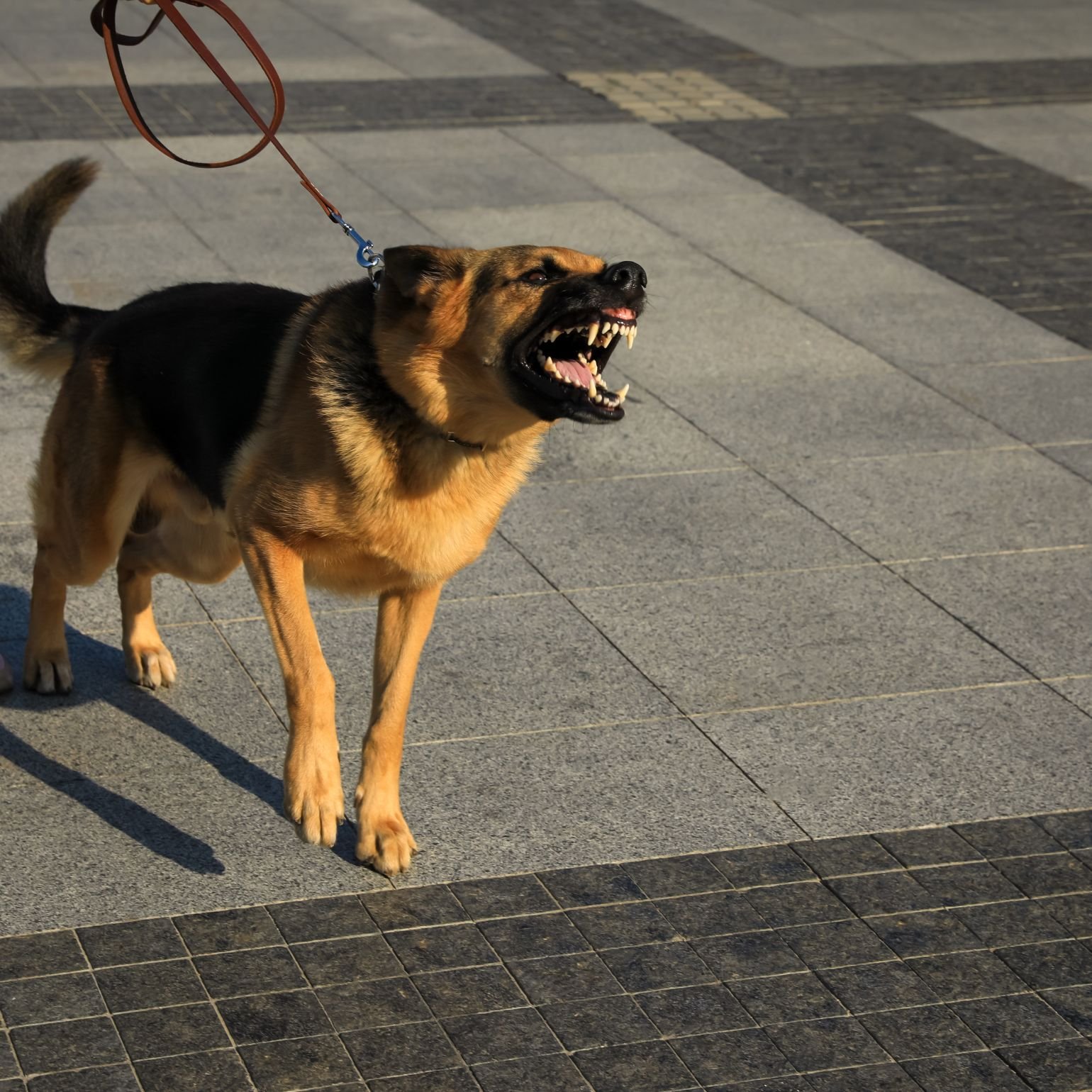 Le chien réactif aux autres chiens : Pourquoi ? | Cynosphère