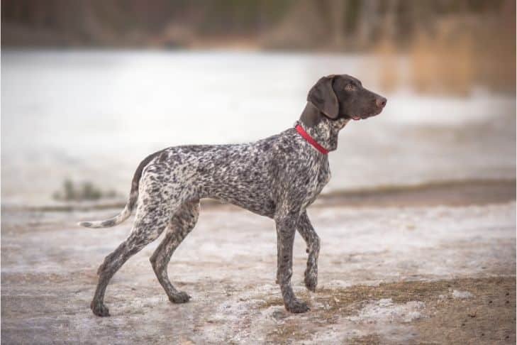 Braque allemand - chien de chasse