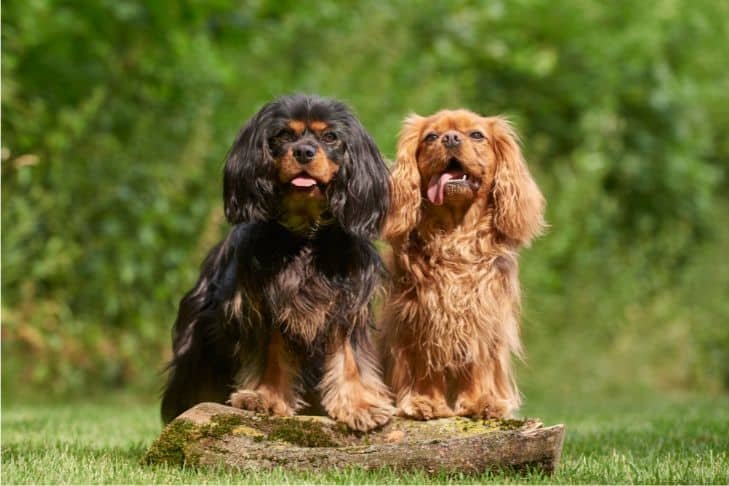 Chiens de compagnie - Cavalier king charles