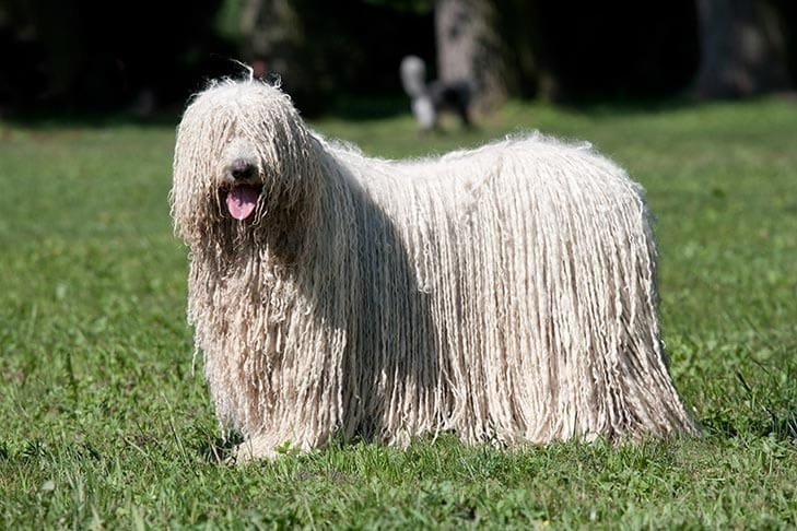 Chien de berger - Le Komondor