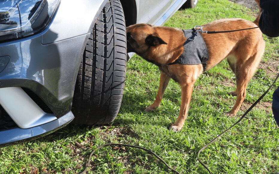 Malinois en travail de recherche