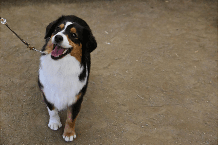 travail d'éducation d'un chien de berger 