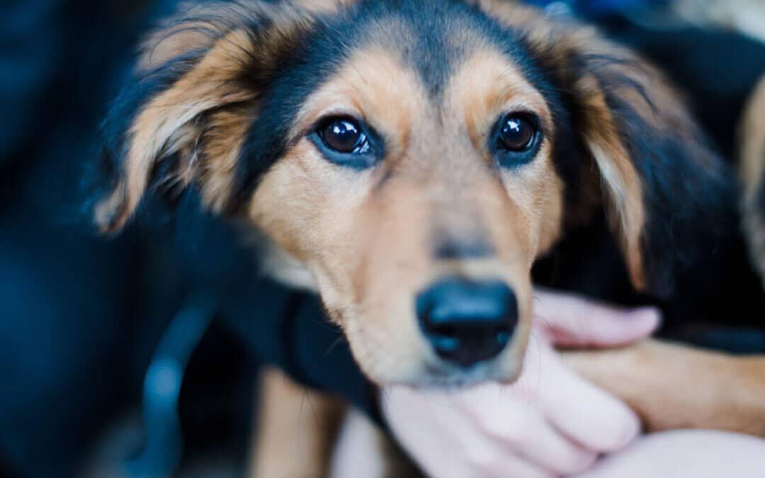 Le chien de berger