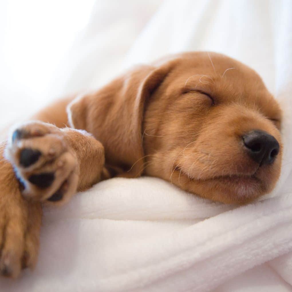 Choisir son chiot ou son chien est une étape délicate