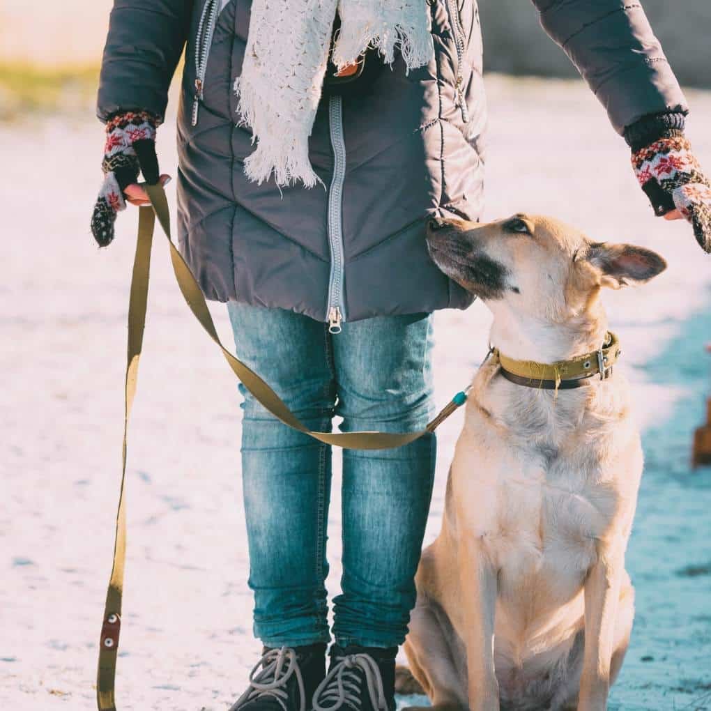 chien qui apprend à marcher en laisse