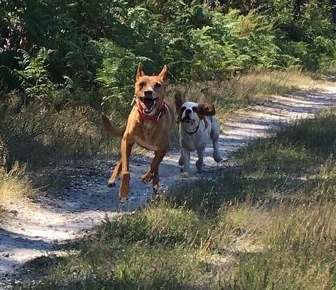 chien ancien réactif par peur maintenant guéri et qui court en liberté avec un autre chien