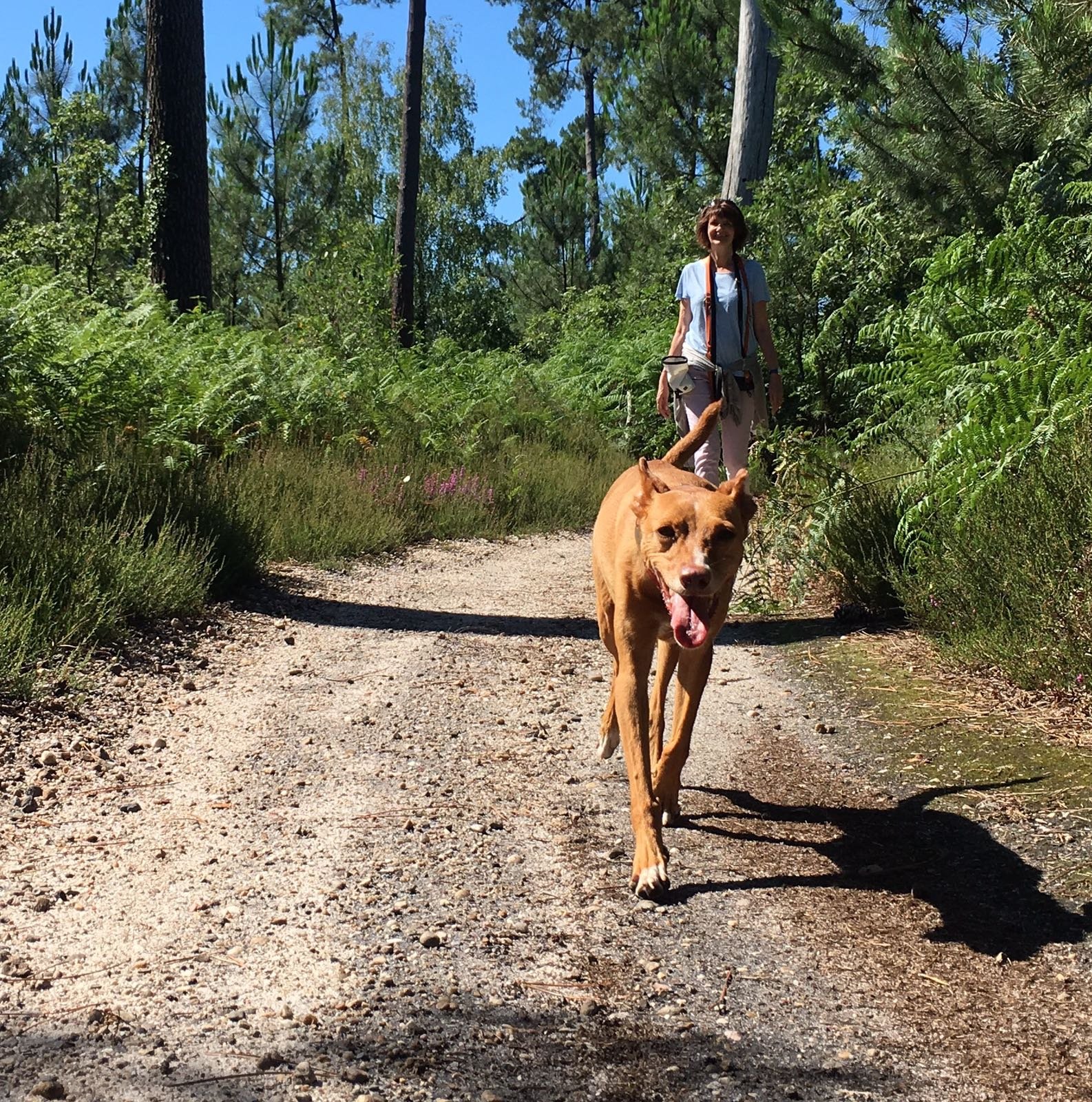 Chien podenco en balade libre