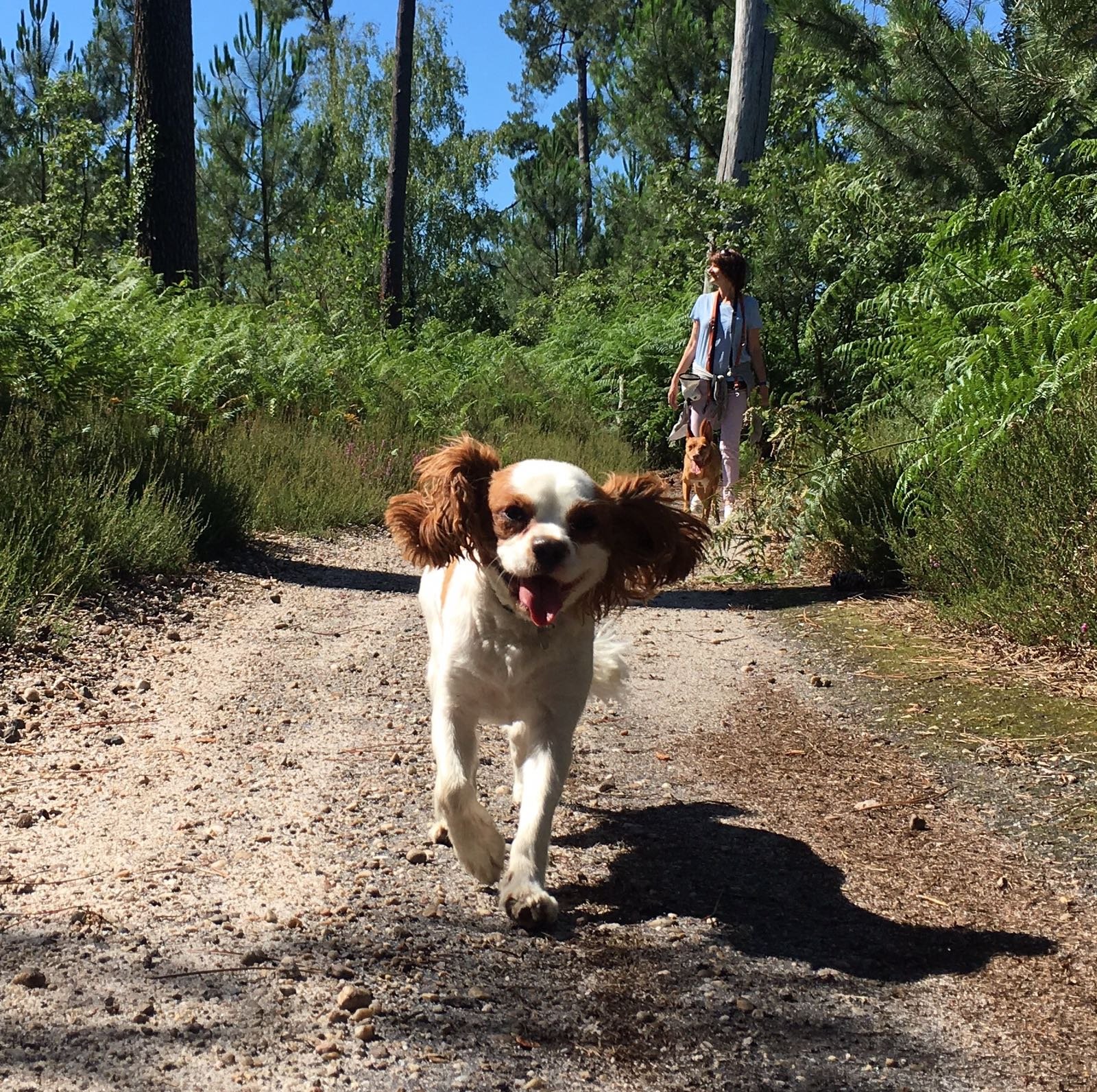 Chien qui court suivi par un éducateur canin qui conseille son client