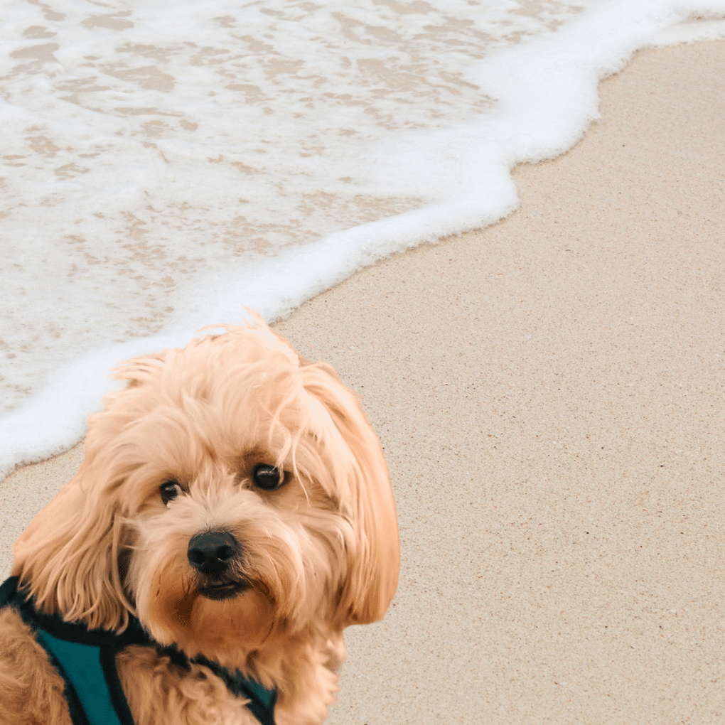 Balade individuelle avec chien de type bichon