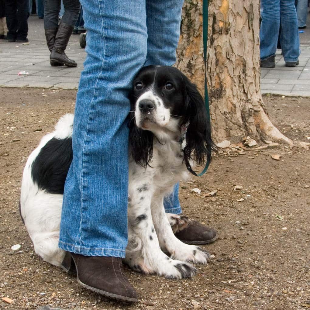 Jeune chien setter qui a peur et se réfugie entre les jambes de son maître