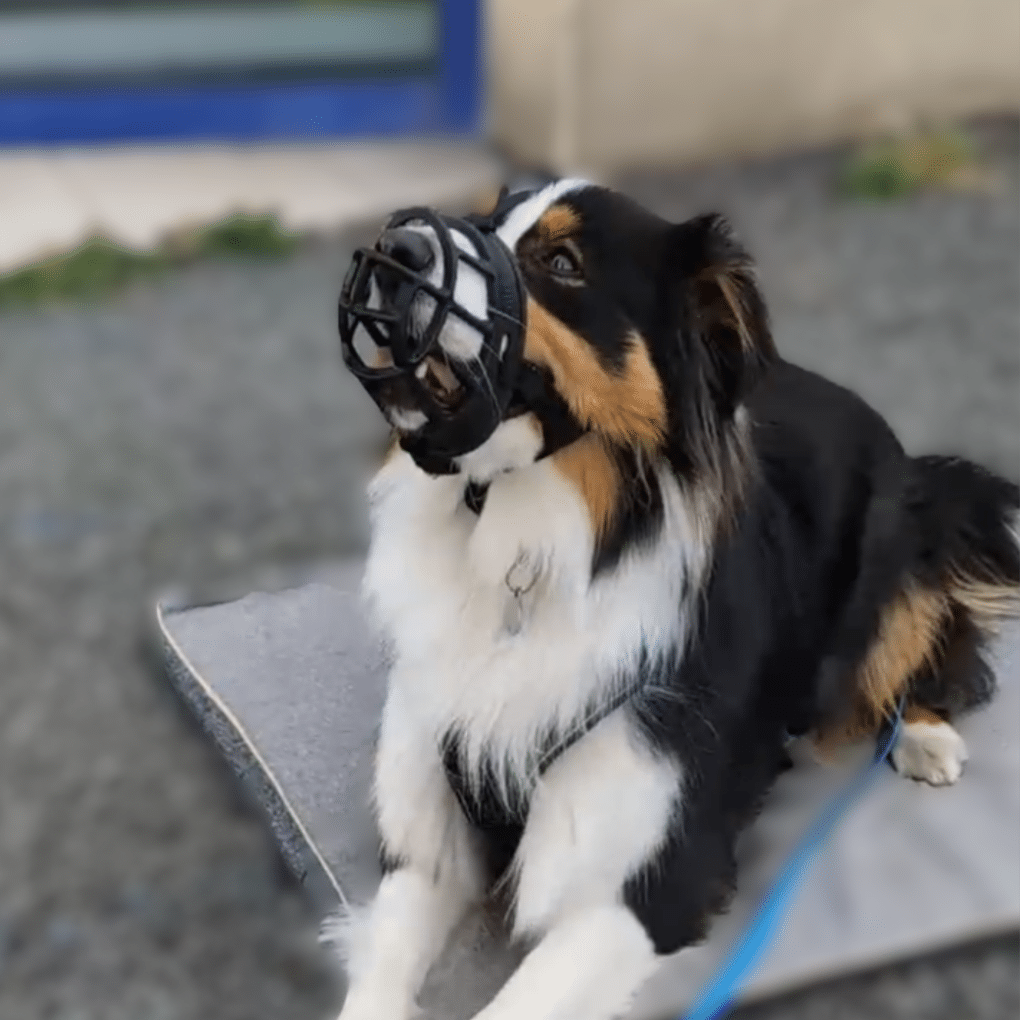 chien agressif au travail avec une muselière