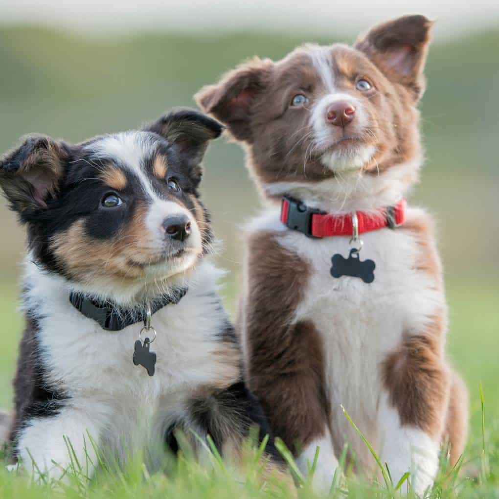 2 chiots qui écoutent et regerdent un humain invisible du champ de la photo