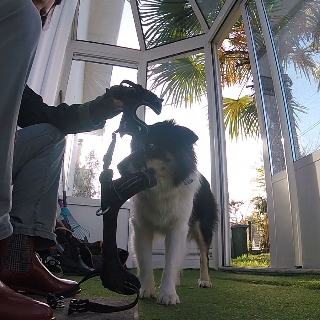 séance éducation canine pour apprendre à un berger australien à enfiler son harnais