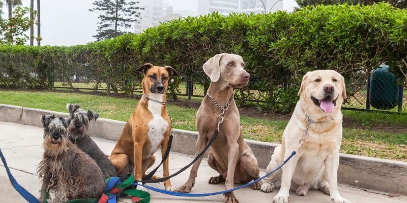 5 races de chiens différentes côte à côte