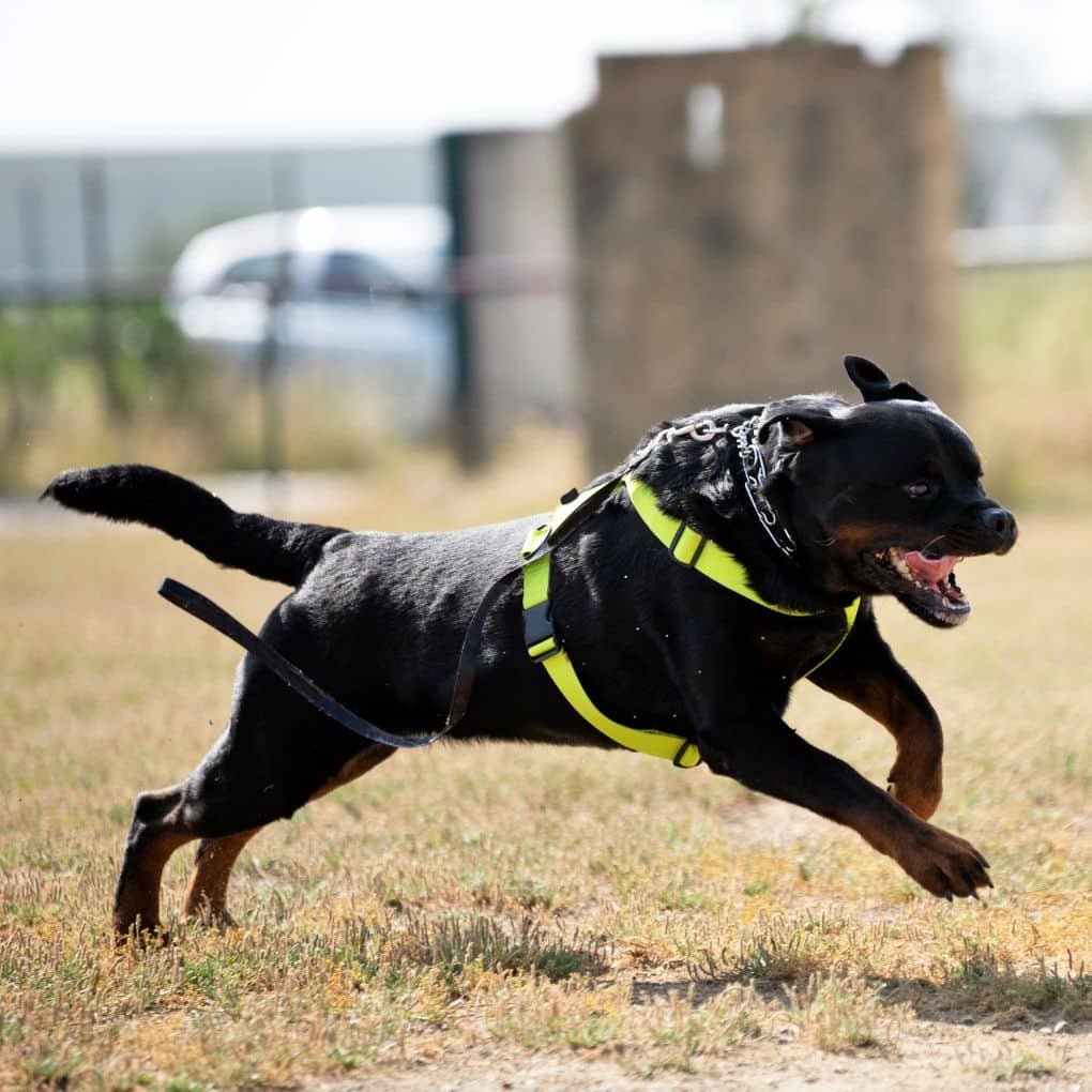 Rééducation d'un chien ayant des troubles de comportement