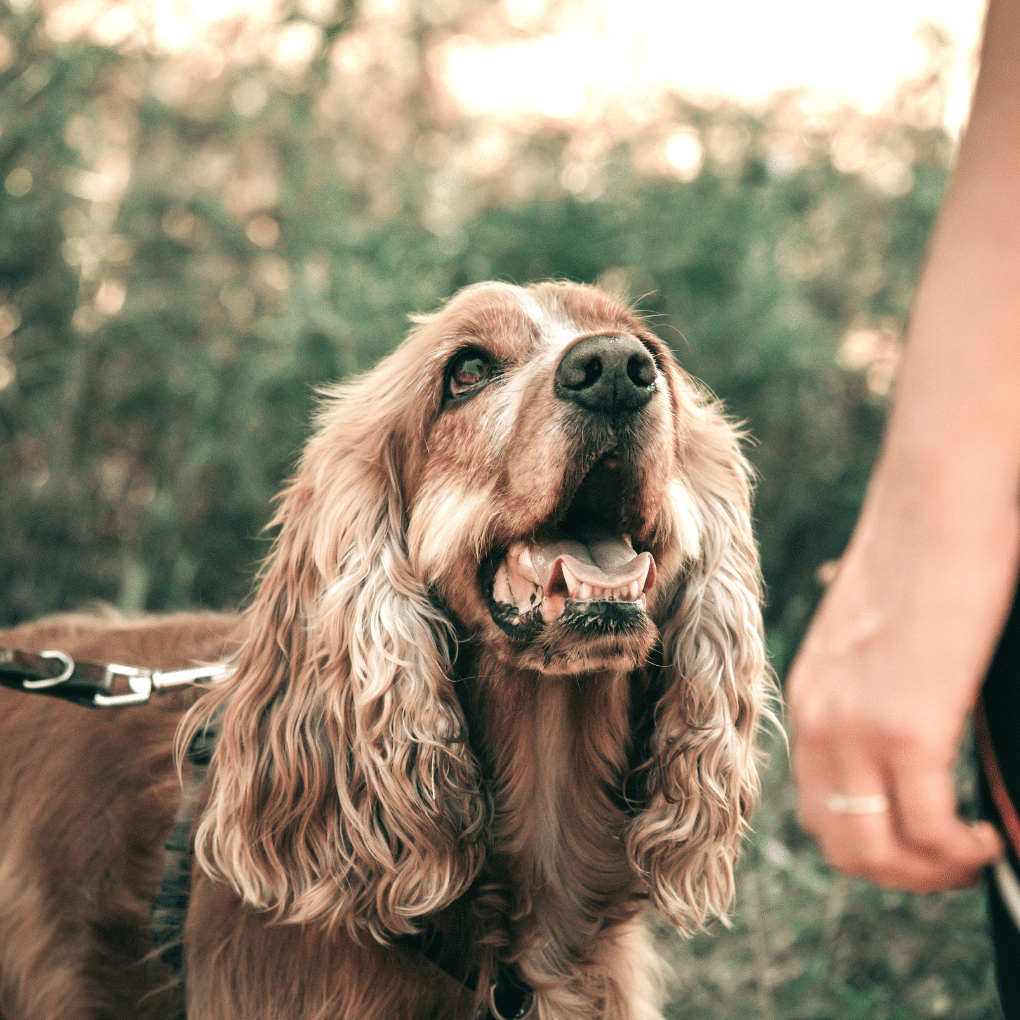 cocker ayant troubles du comportement en cours de rééducation canine